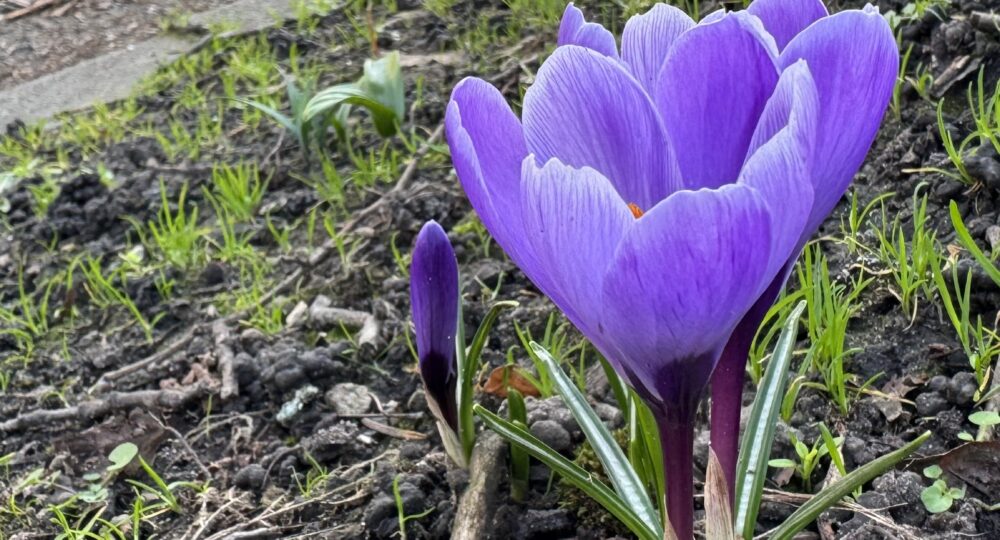 A pretty purple crocus