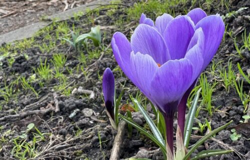 A pretty purple crocus