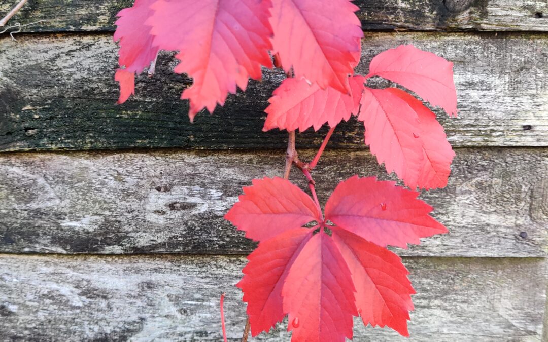 Boost Membership is Back for Autumn (Plus Details of Our July Winners)